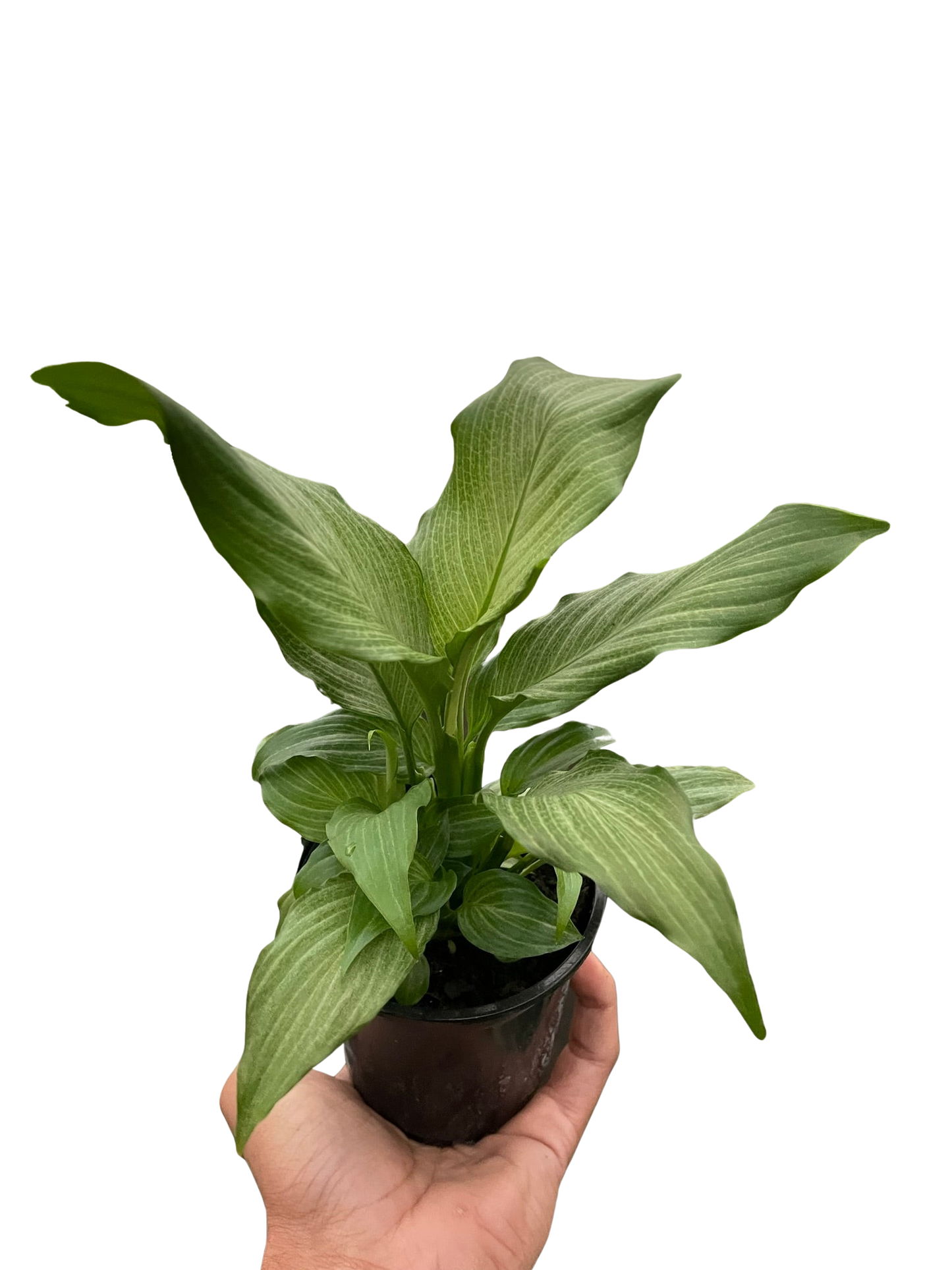 Spathiphyllum 'Platinum Mist' - Fleurish Plant Care, LLC