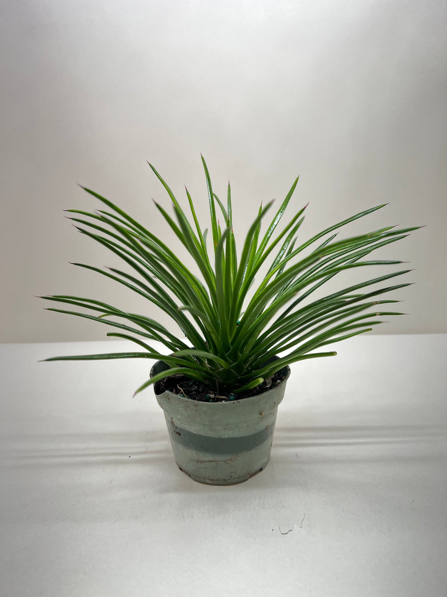 Succulent Agave Twin Flower - Fleurish Plant Care, LLC