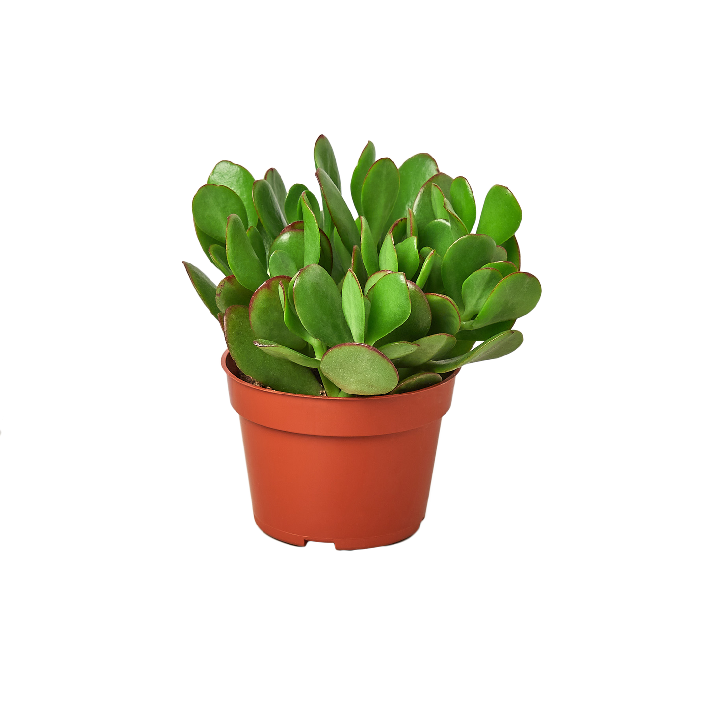 Succulent Monthly Subscription Box