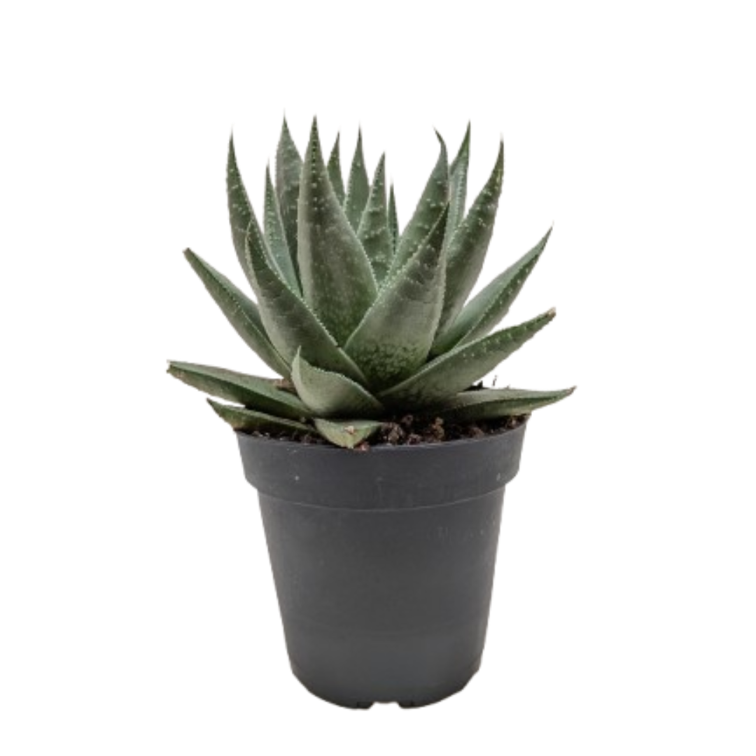 Succulent Haworthia Savanna - Fleurish Plant Care, LLC