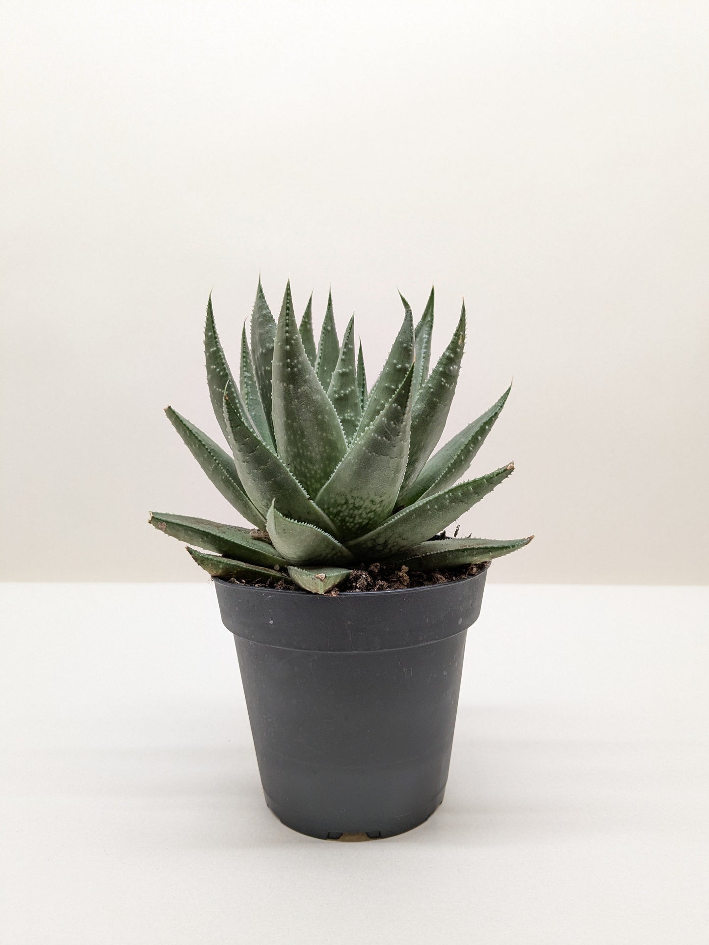 Succulent Haworthia Savanna - Fleurish Plant Care, LLC