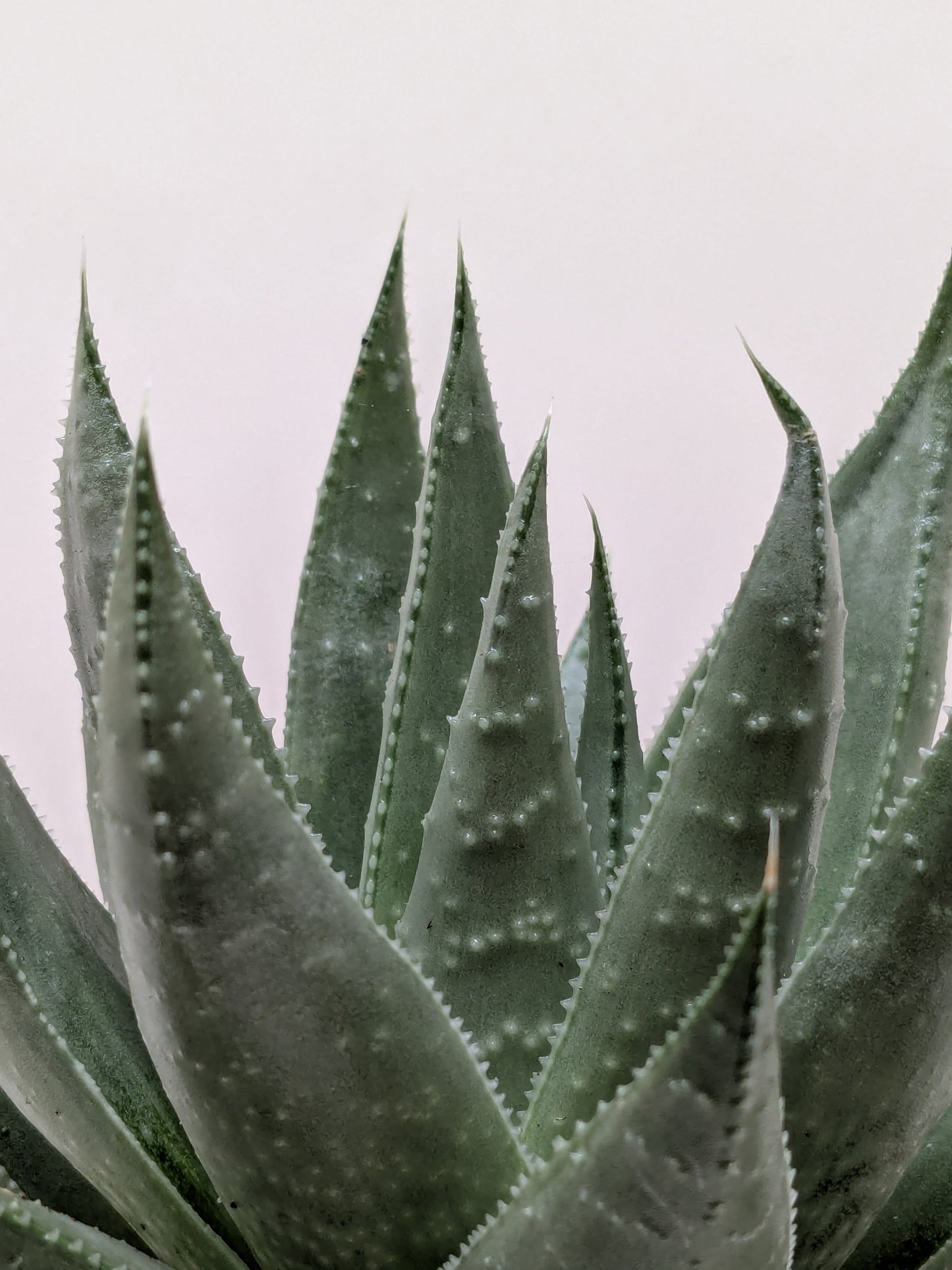 Succulent Haworthia Savanna - Fleurish Plant Care, LLC