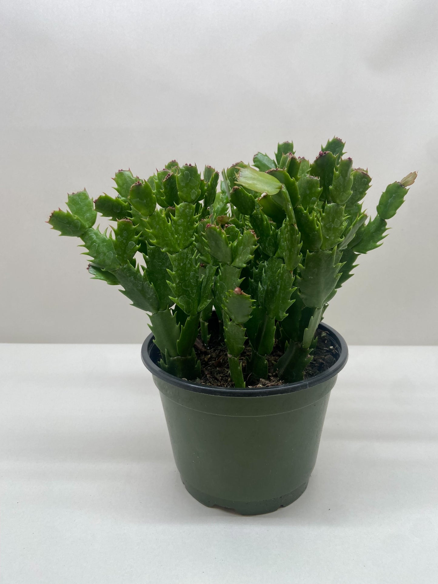 🐾Zygocactus 'Christmas Cactus'