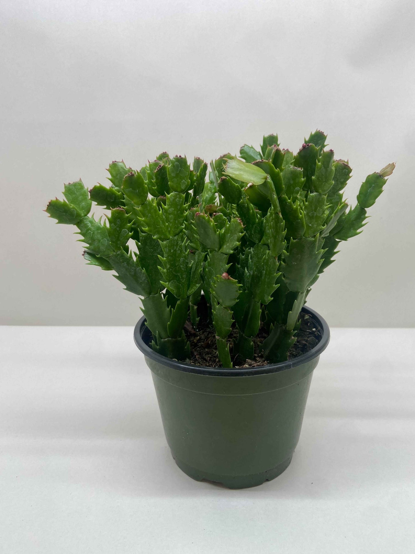 🐾Zygocactus 'Christmas Cactus'