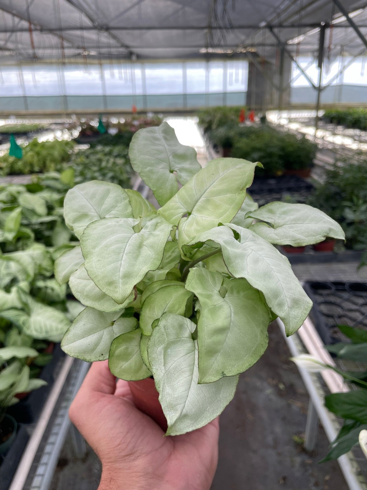 Syngonium ‘Moonshine’ - Fleurish Plant Care, LLC