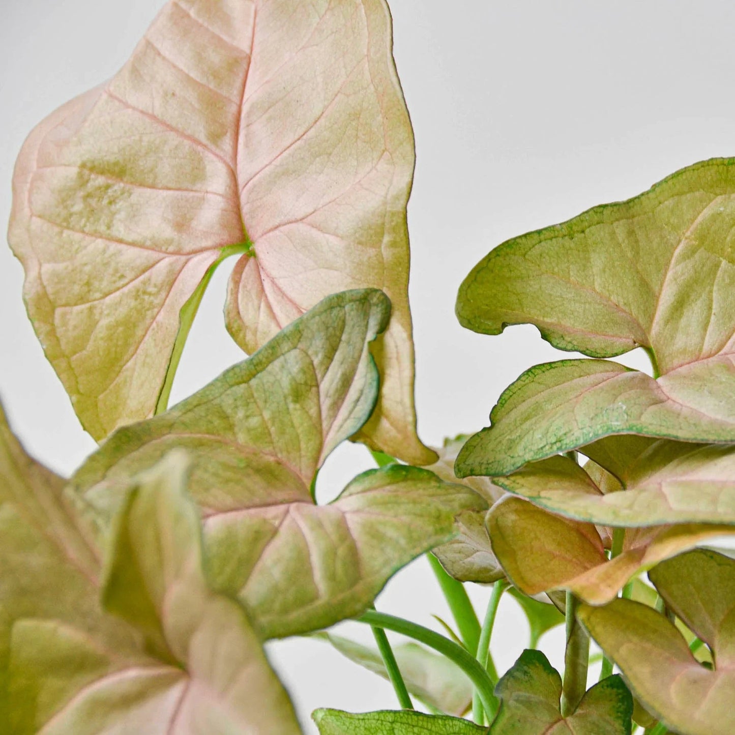 Syngonium Strawberry - Fleurish Plant Care, LLC