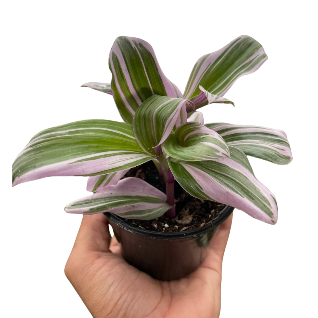 Tradescantia 'Nanouk' - Fleurish Plant Care, LLC