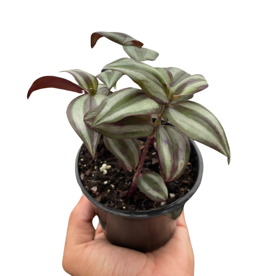 🌿Tradescantia Zebrina 'Wandering Dude'