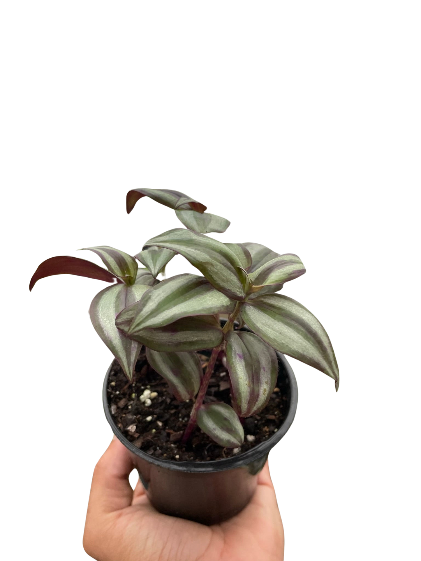 🌿Tradescantia Zebrina 'Wandering Dude'