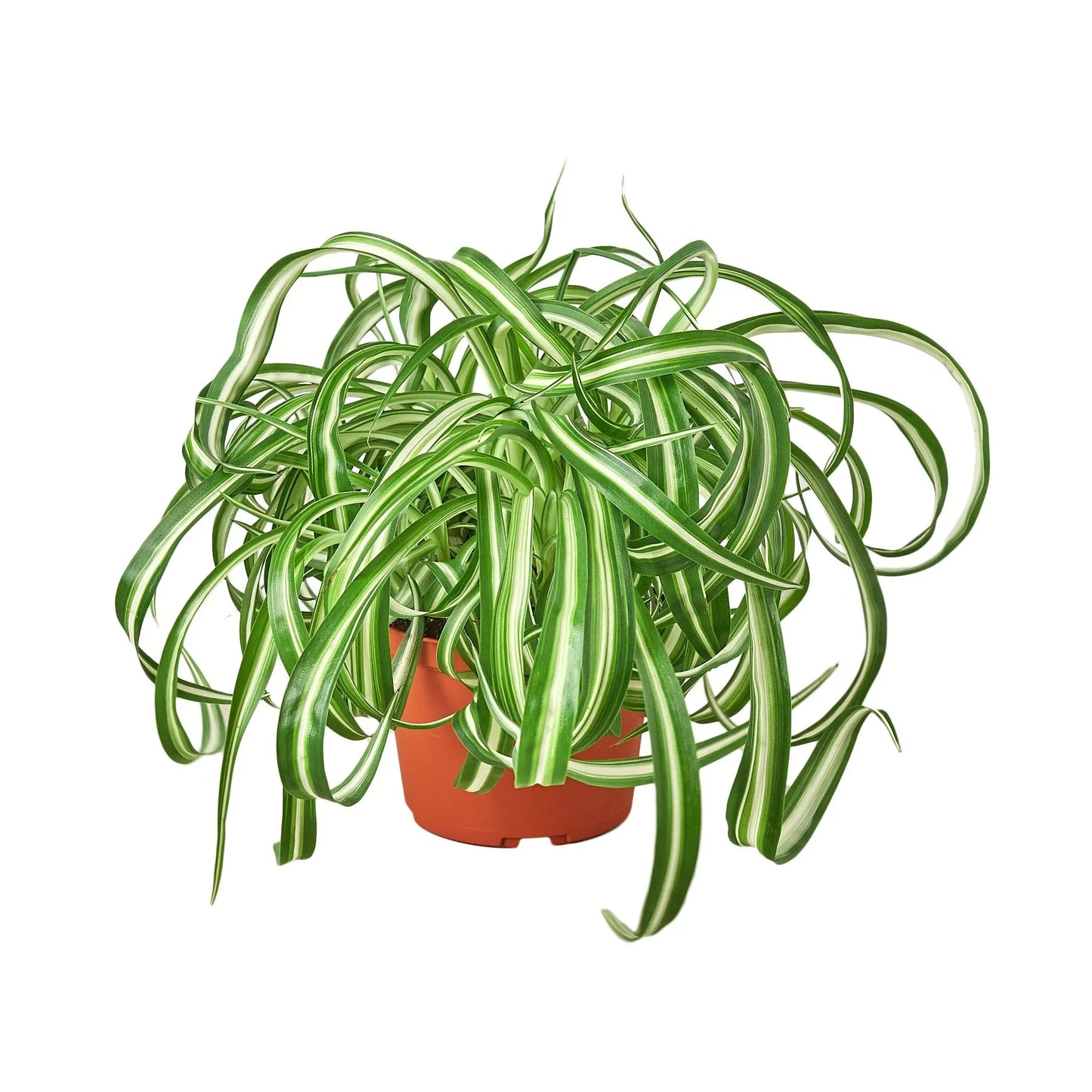 🐾Spider Plant 'Bonnie'