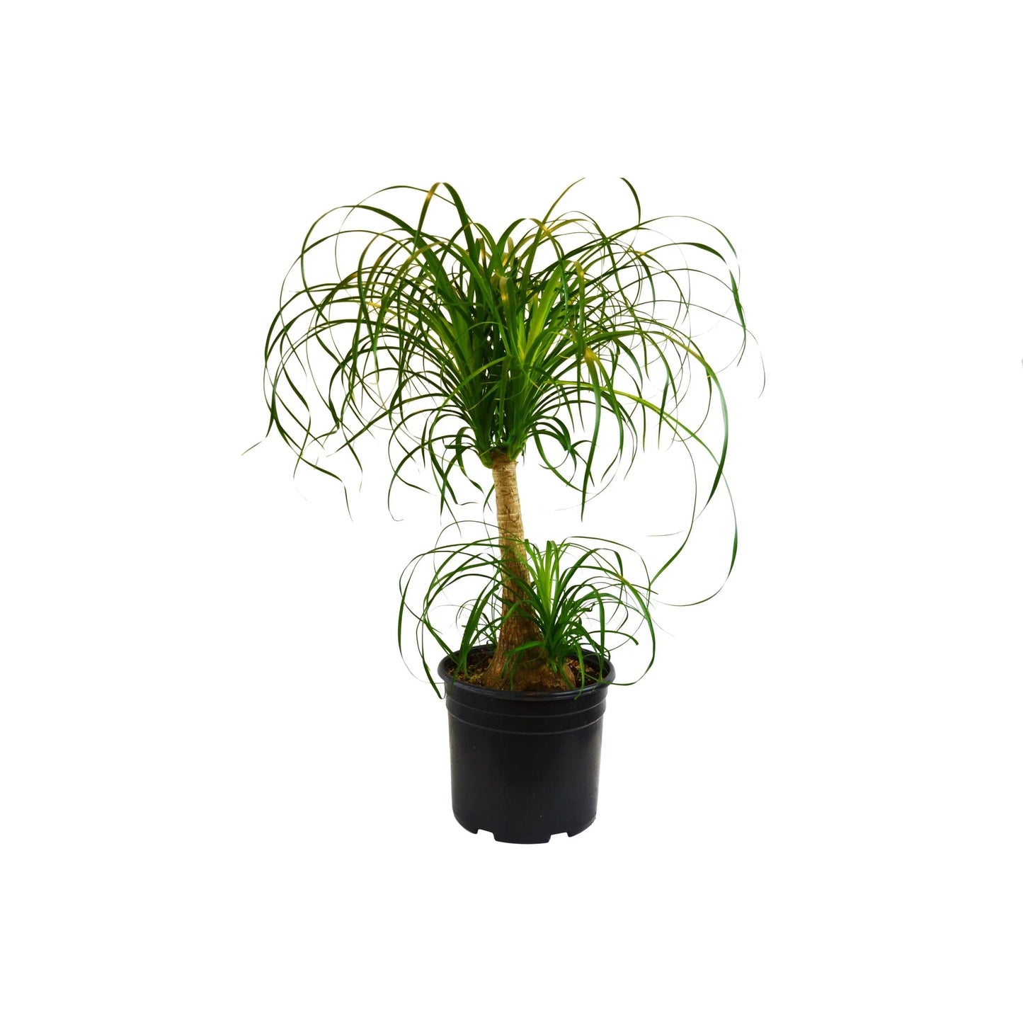 Palm Ponytail - Fleurish Plant Care, LLC