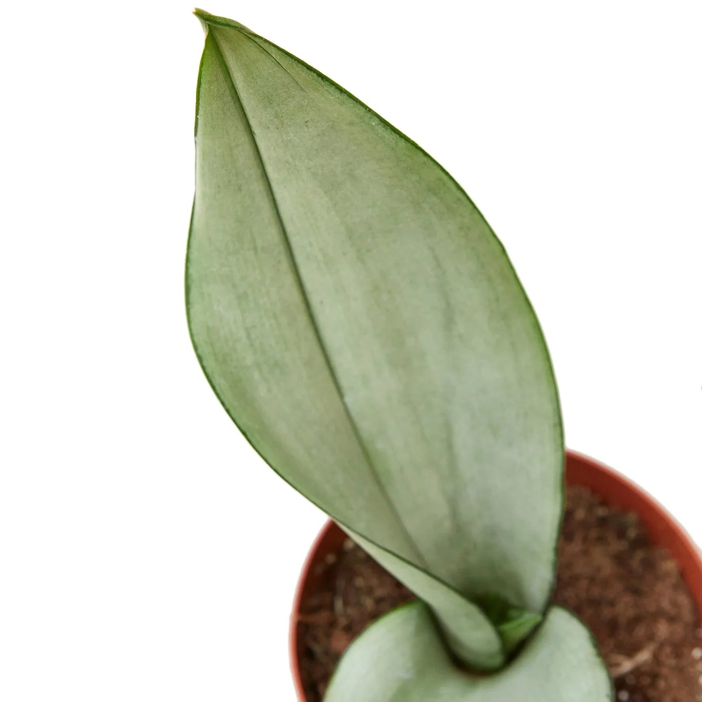 Snake Plant Moonshine - Fleurish Plant Care, LLC