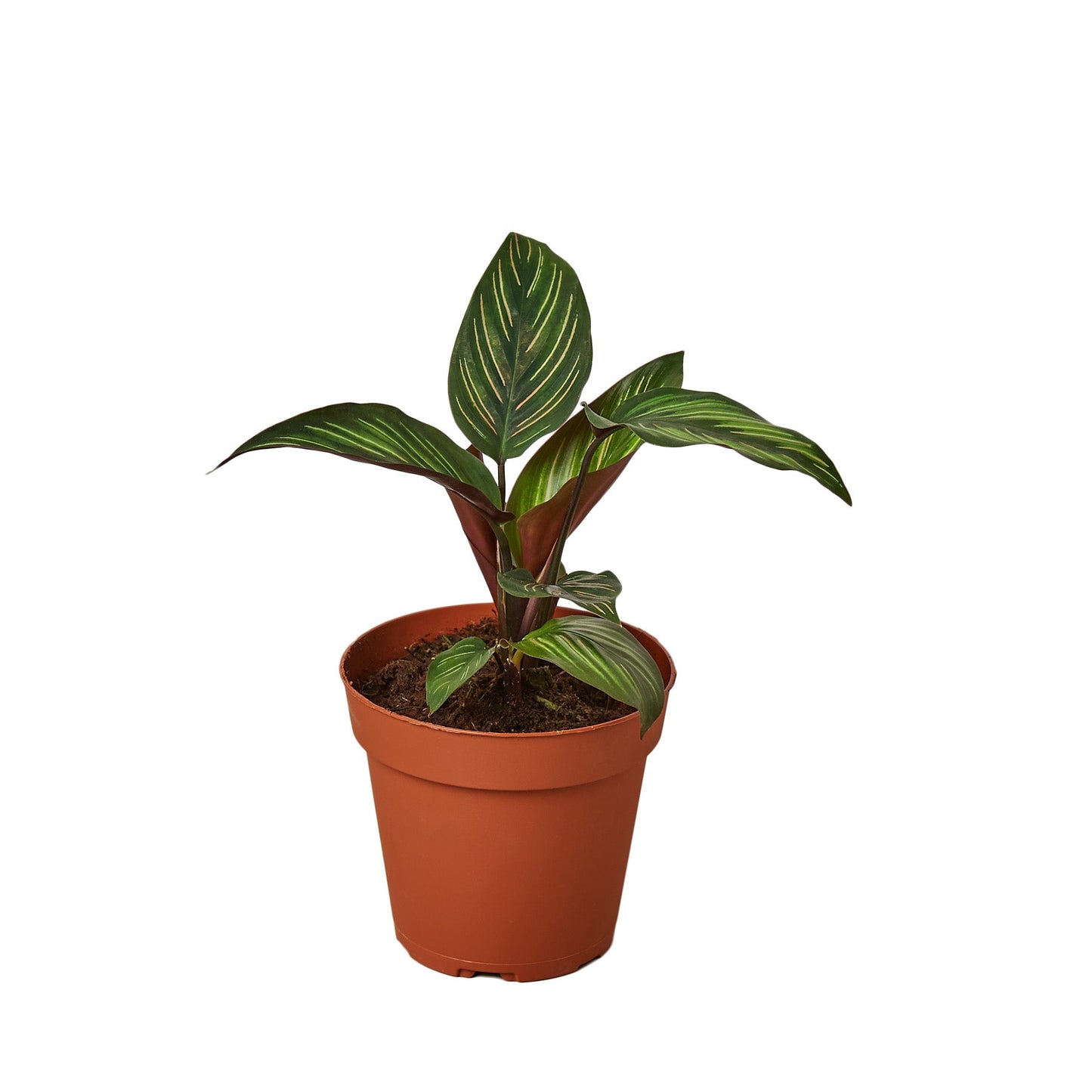🐾Calathea 'Beauty Star'
