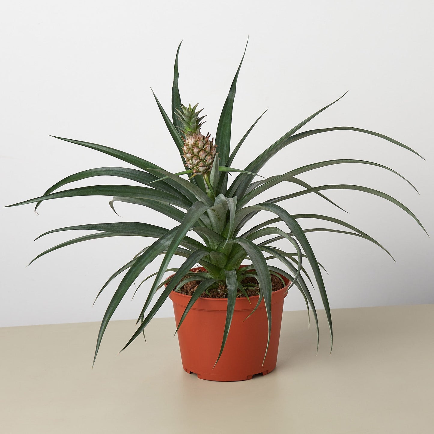 🐾Bromeliad 'Yellow Pineapple' - 6" Pot