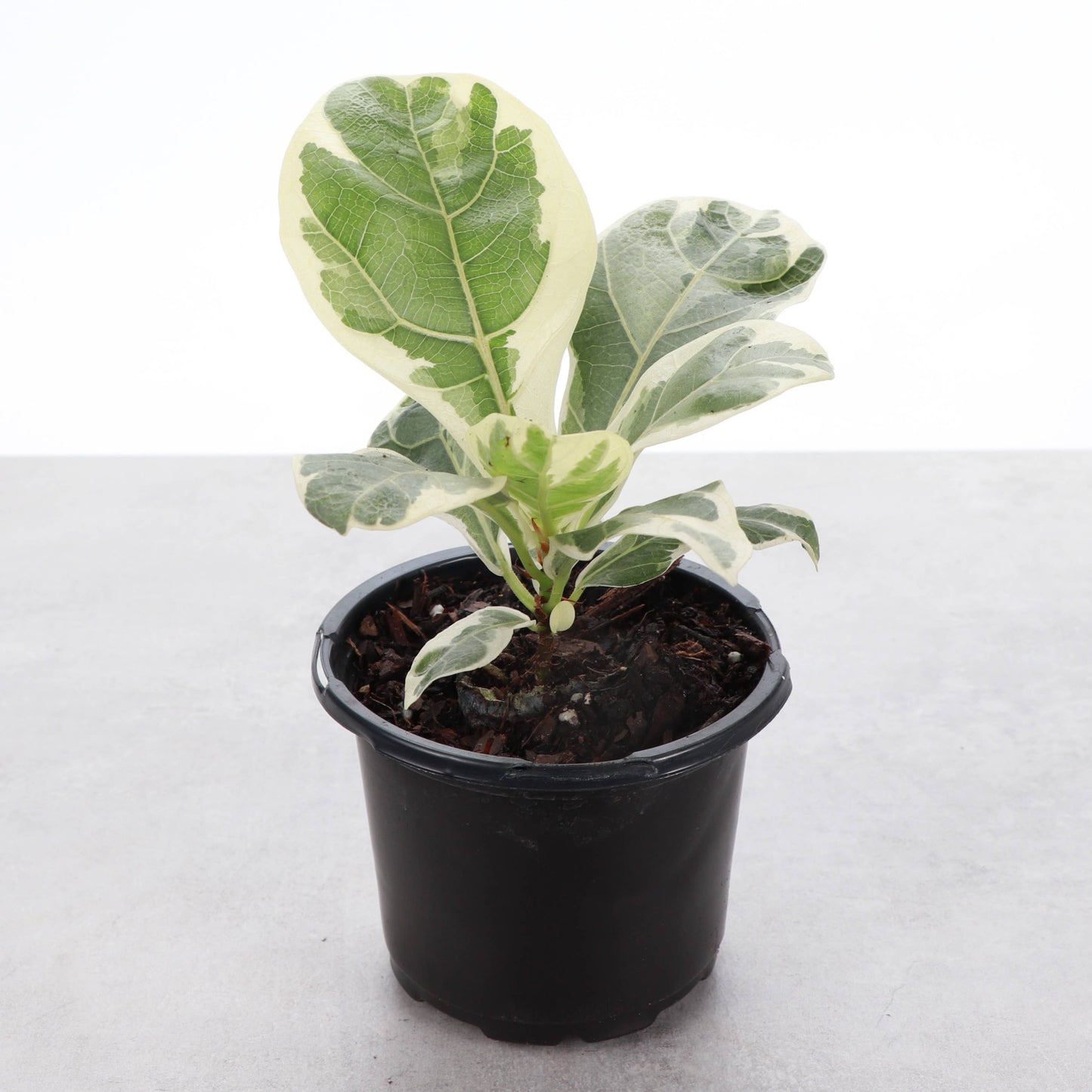 Variegated Fiddle Leaf Fig - 4" Live Plant - RARE