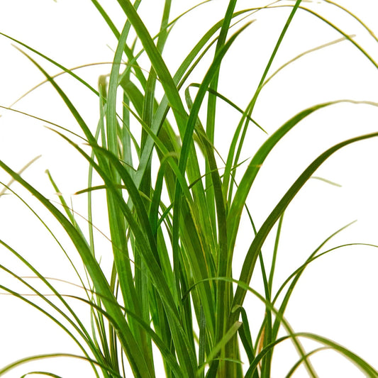 Palm Ponytail - Fleurish Plant Care, LLC