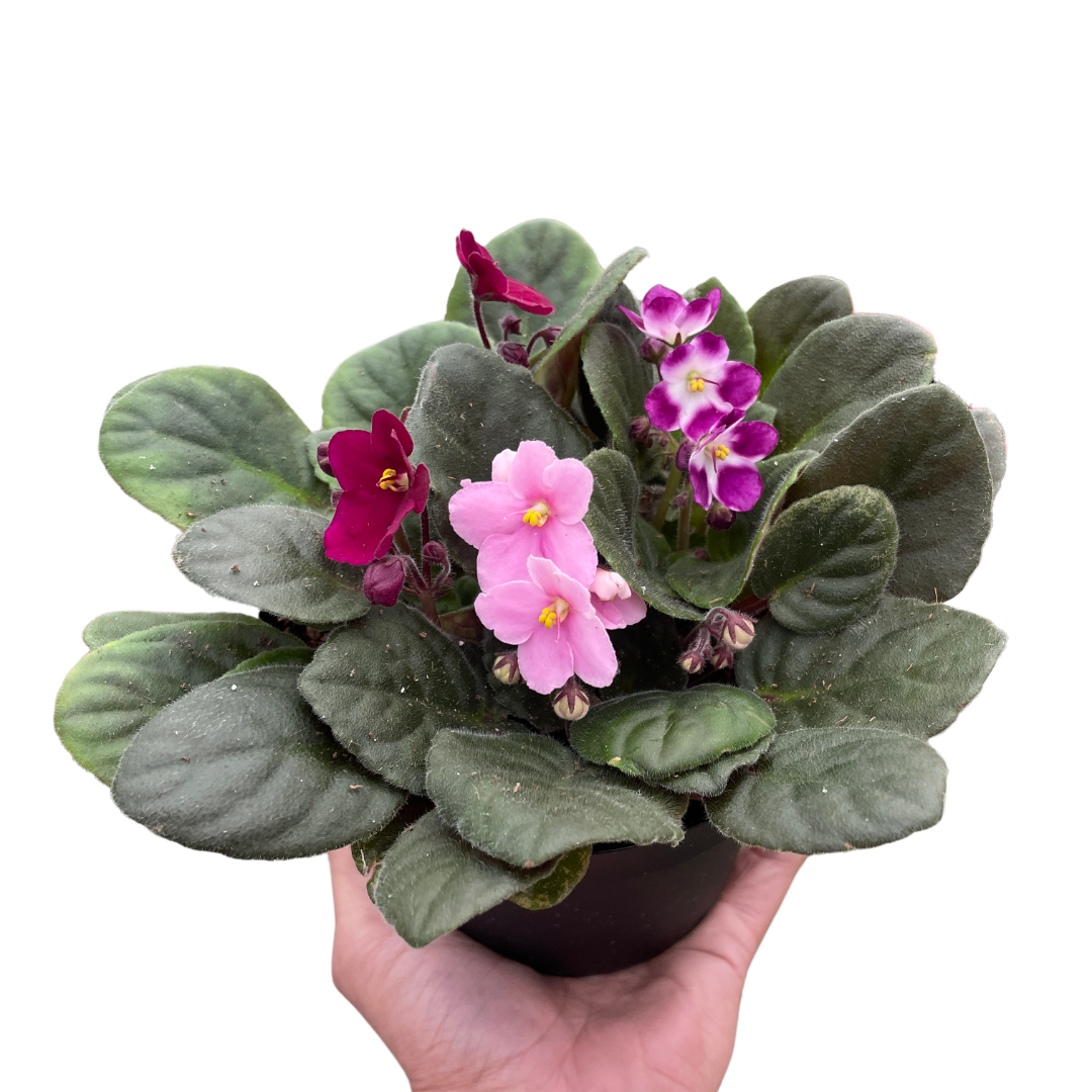 African Violet - Fleurish Plant Care, LLC