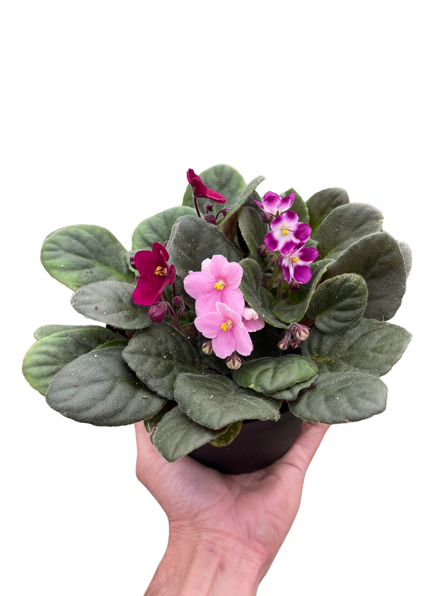 African Violet - Fleurish Plant Care, LLC