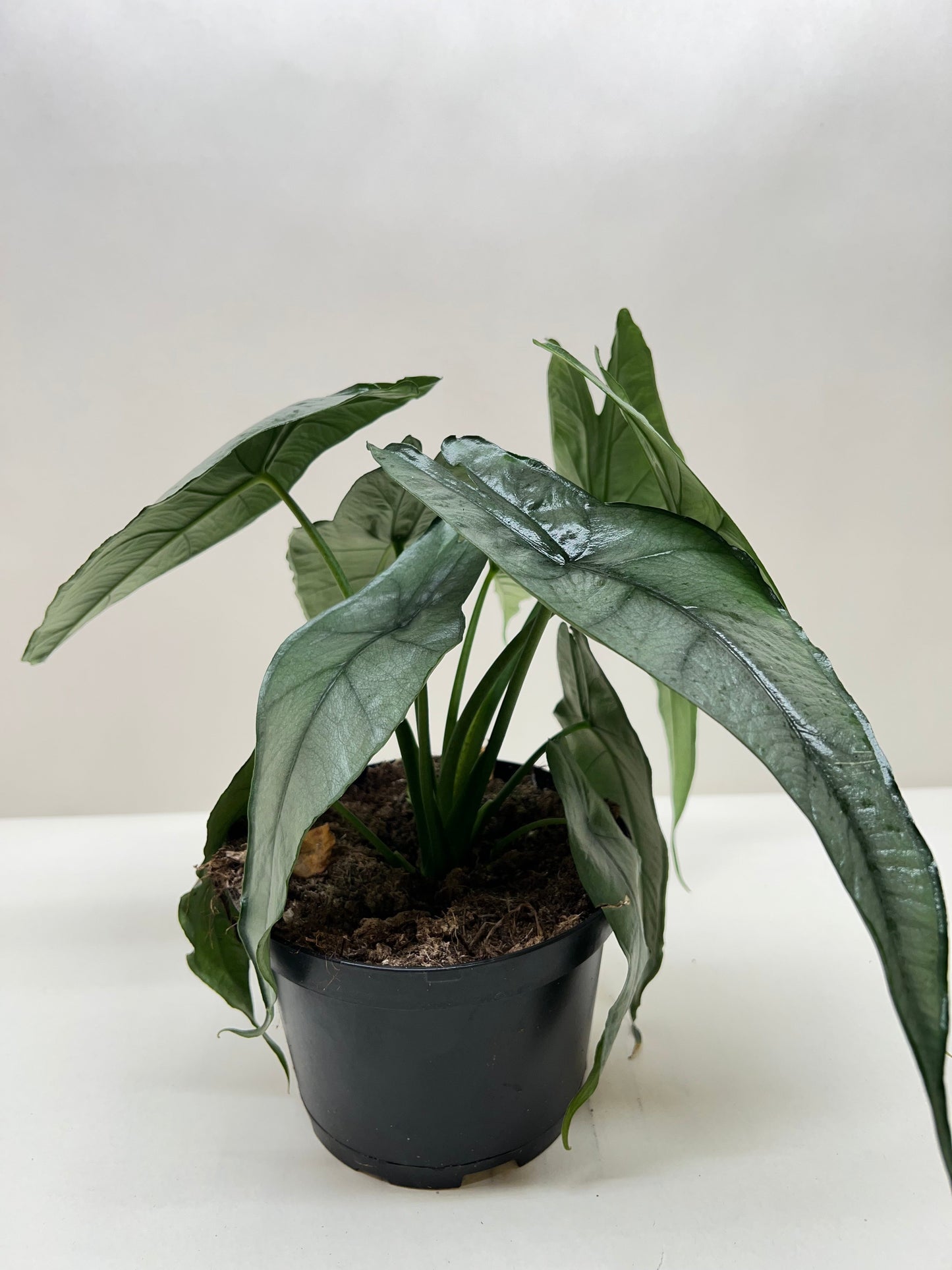 Alocasia 'Dragons Breath' - Fleurish Plant Care, LLC