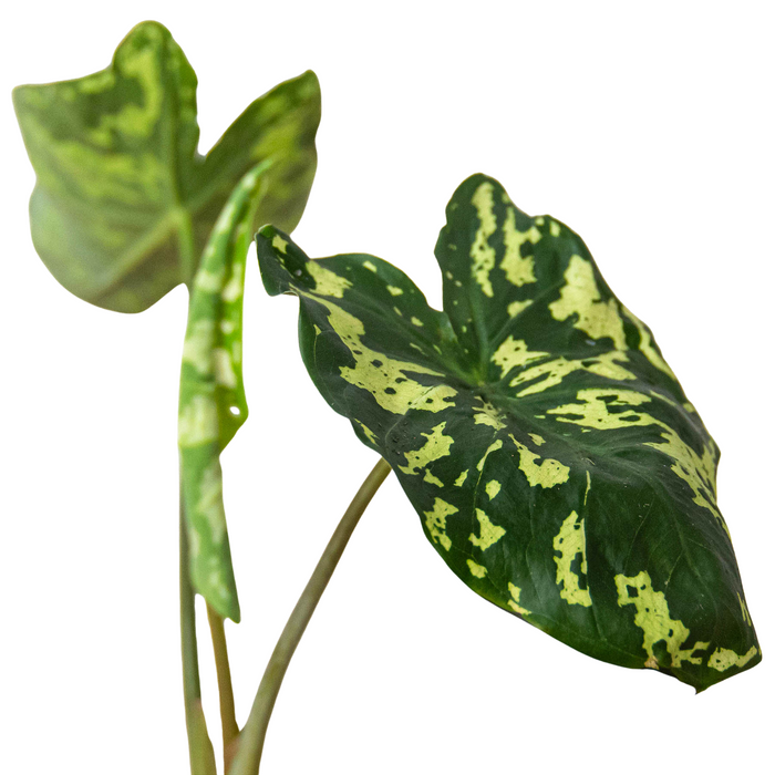 Alocasia 'Hilo Beauty' - Fleurish Plant Care, LLC