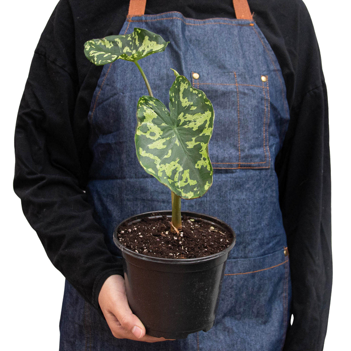 Alocasia 'Hilo Beauty' - Fleurish Plant Care, LLC