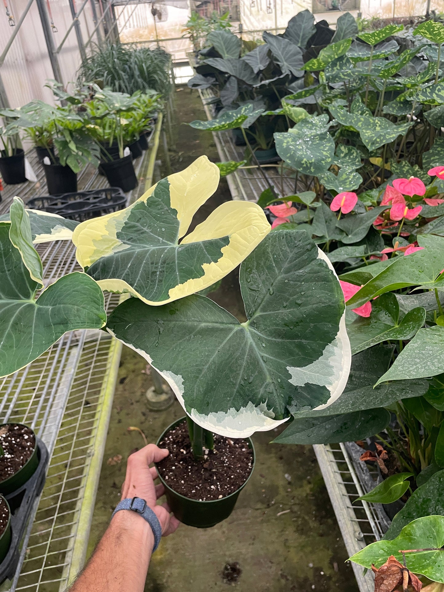 Alocasia 'Mickey Mouse' (Xanthosoma sagittifolium 'Variegatum Monstrosum') - Fleurish Plant Care, LLC