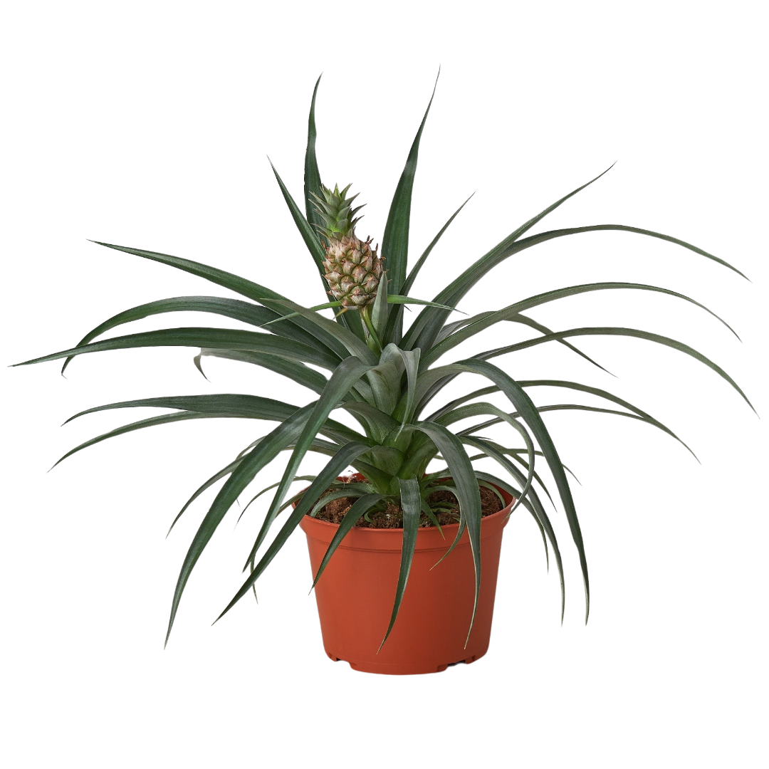 🐾Bromeliad 'Yellow Pineapple' - 6" Pot