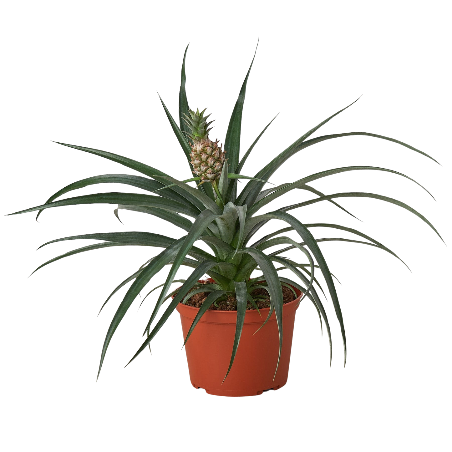 🐾Bromeliad 'Yellow Pineapple' - 6" Pot