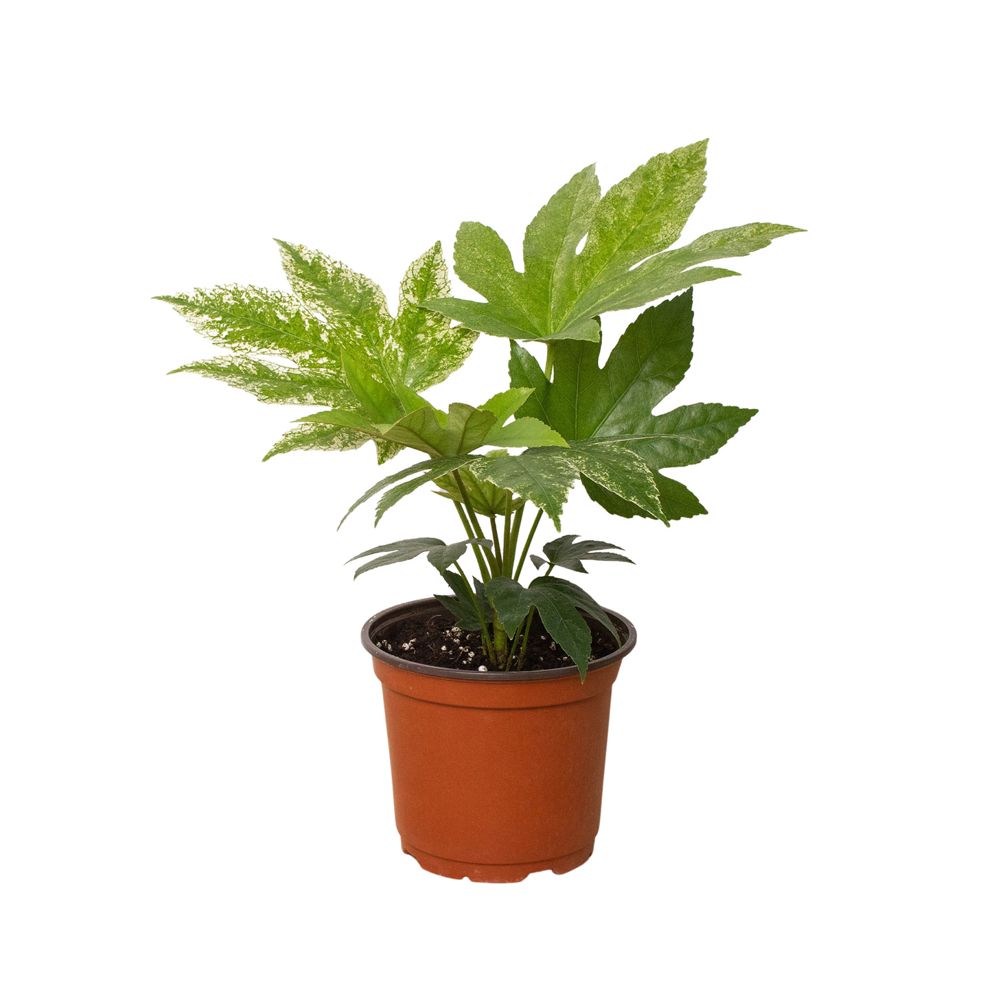 Fatsia 'Spider's Web' - Fleurish Plant Care, LLC