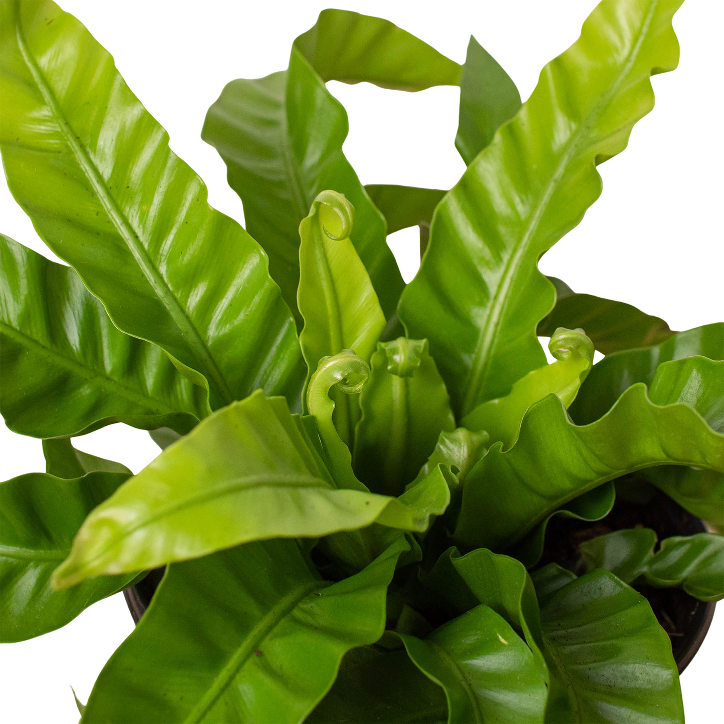 🐾 Fern 'Bird's Nest Hurricane' - Fleurish Plant Care, LLC