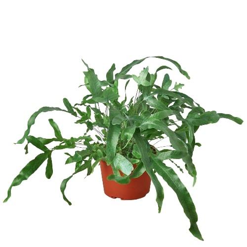 🐾Fern 'Blue Star'