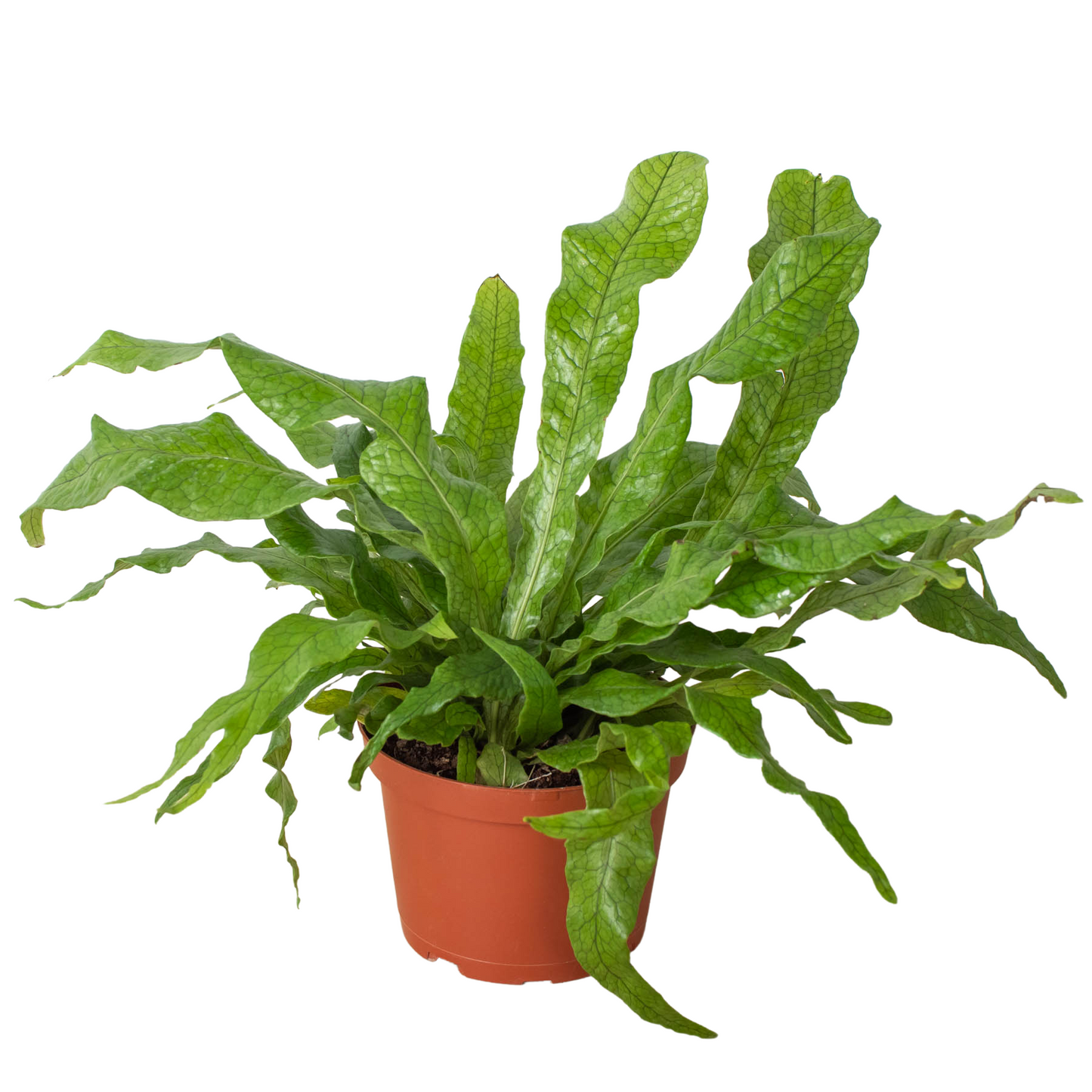 🐾Fern 'Crocodile'