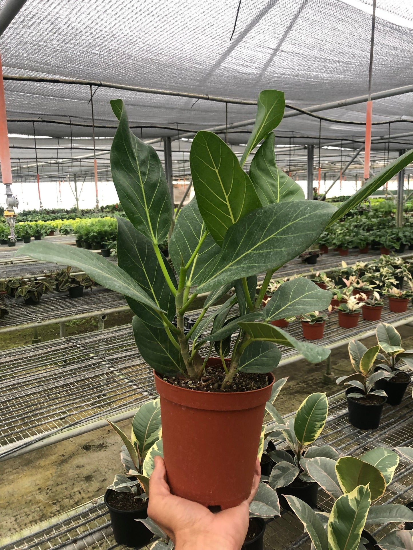 Ficus 'Audrey' - Fleurish Plant Care, LLC