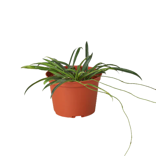Hoya 'String Bean' - Fleurish Plant Care, LLC