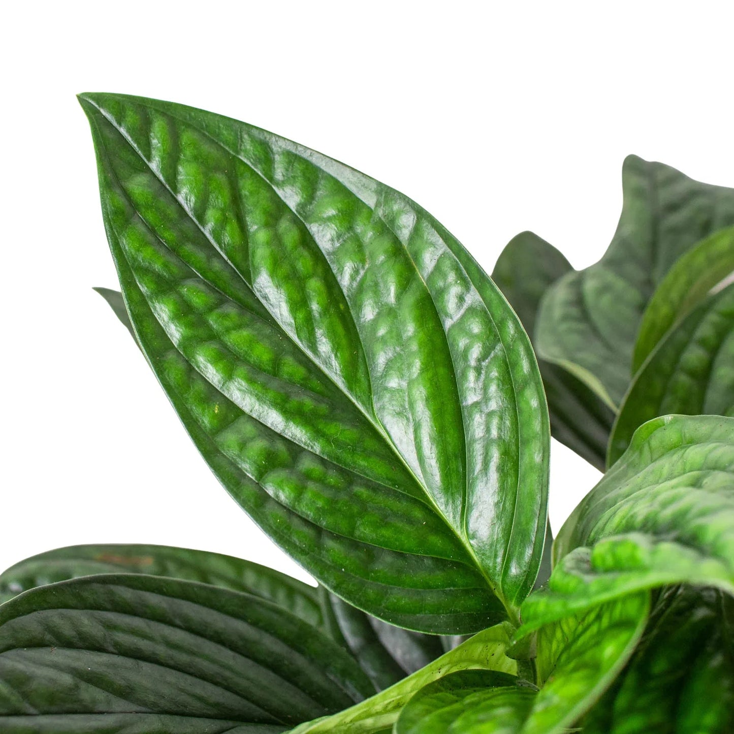 Monstera 'Peru' - Fleurish Plant Care, LLC