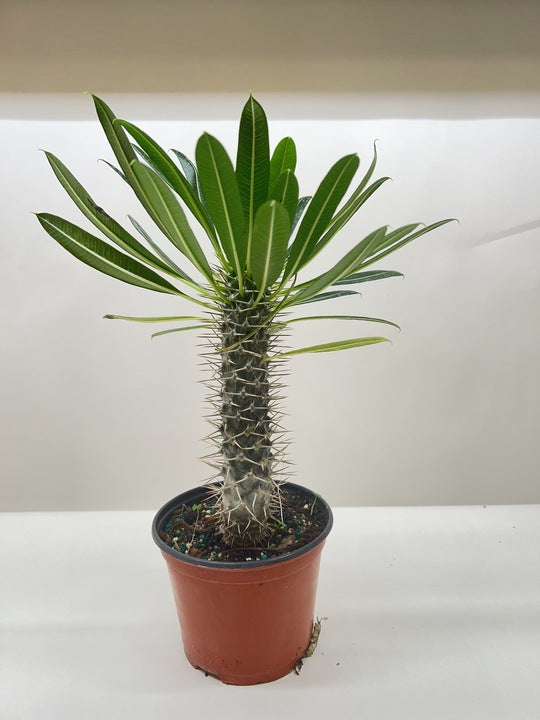 Pachypodium 'lamerei' (Madagascar Palm) - Fleurish Plant Care, LLC