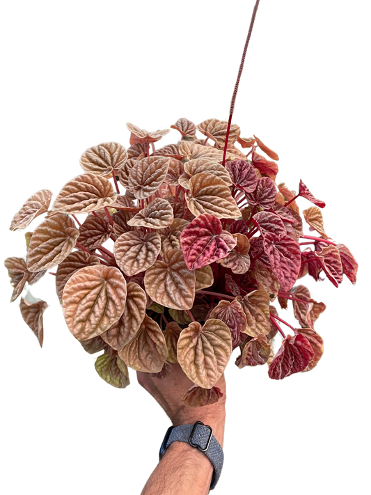 Peperomia 'Quito' - Fleurish Plant Care, LLC