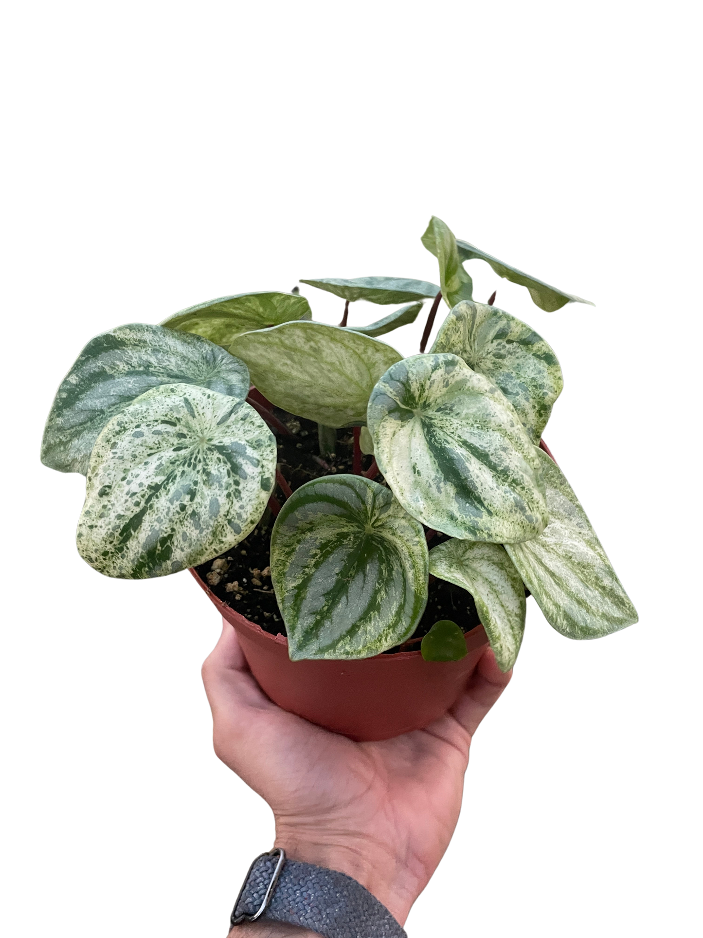 🐾Peperomia 'Watermelon Variegated'
