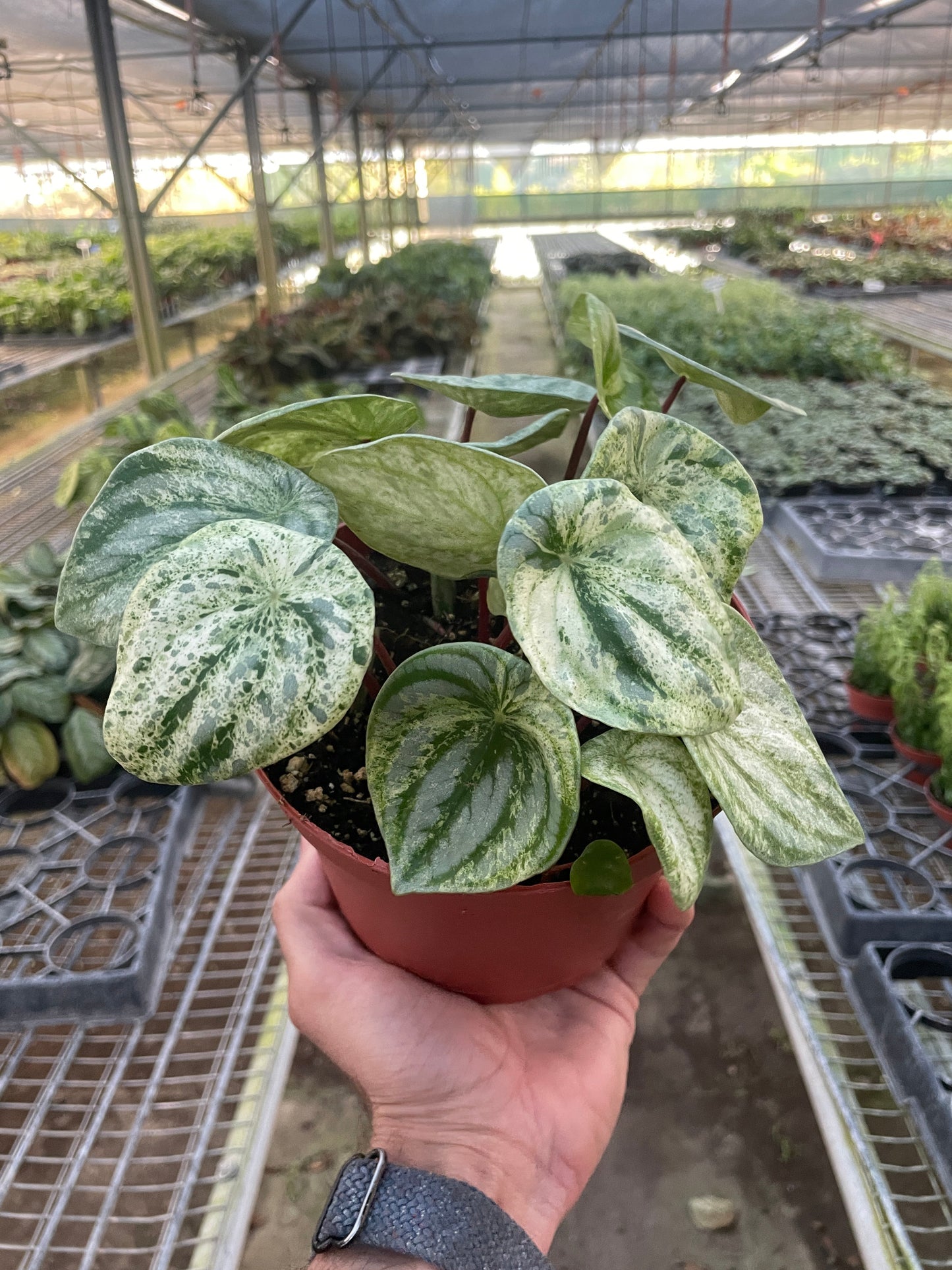 🐾Peperomia 'Watermelon Variegated'