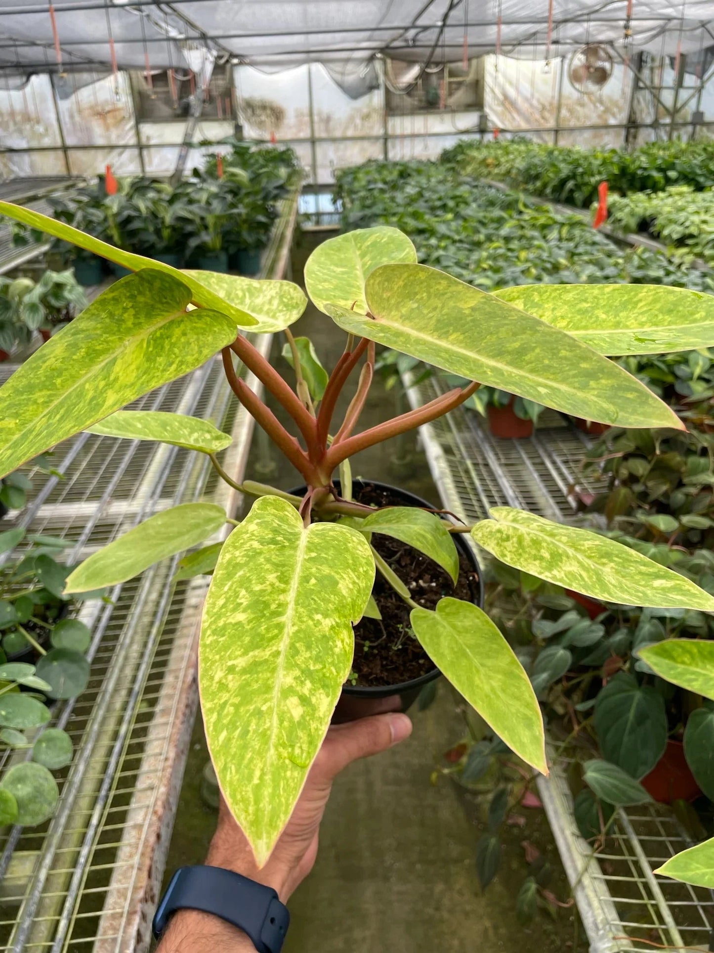 Philodendron 'Painted Lady' - Fleurish Plant Care, LLC