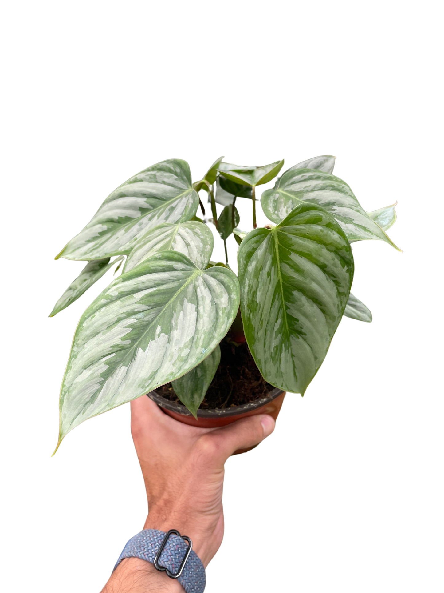 Philodendron 'Sodiroi' - Fleurish Plant Care, LLC