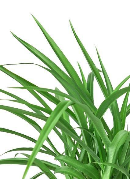 🐾Spider Plant 'Green' - Fleurish Plant Care, LLC