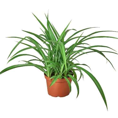 🐾Spider Plant 'Green'