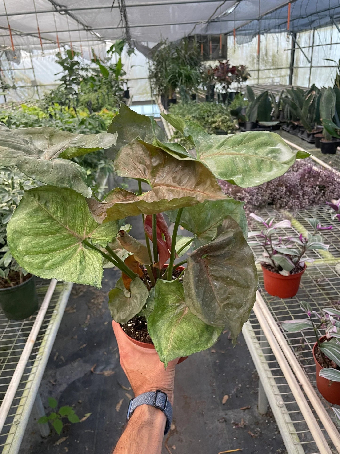 Syngonium Merry - Fleurish Plant Care, LLC