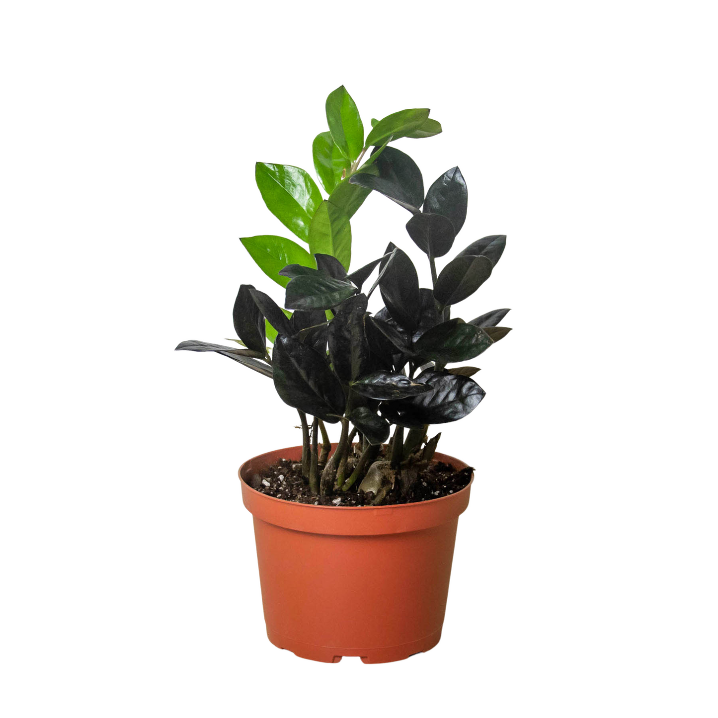 ZZ Zamioculcas 'Black Queen' - Fleurish Plant Care, LLC