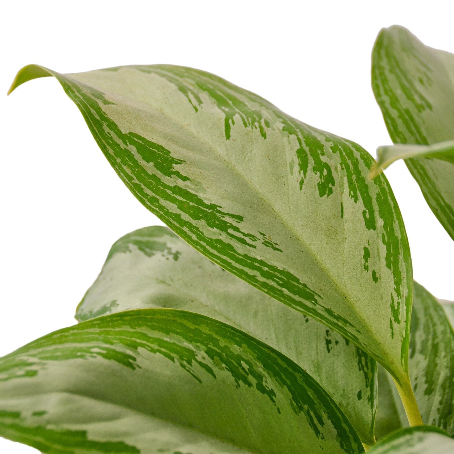Chinese Evergreen 'Silver Bay' - Fleurish Plant Care, LLC