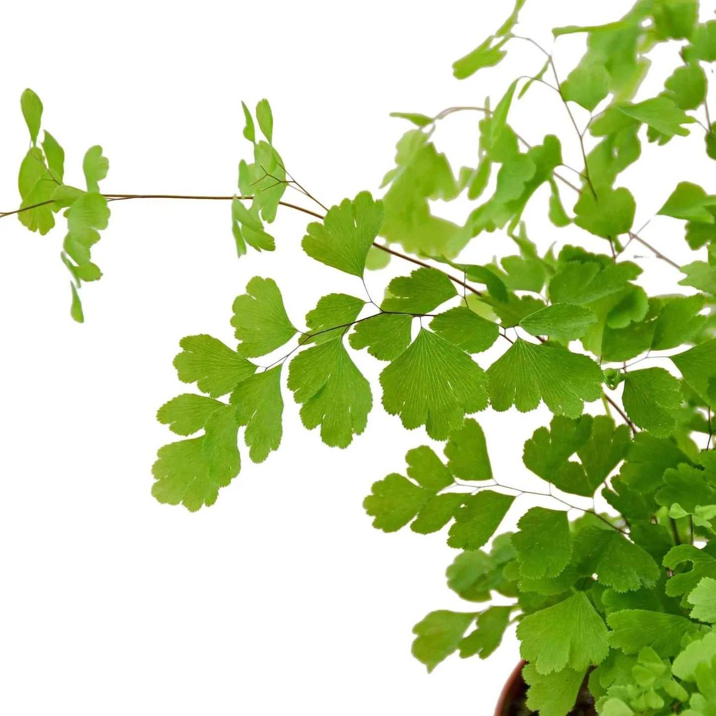 🐾Maidenhair Fern