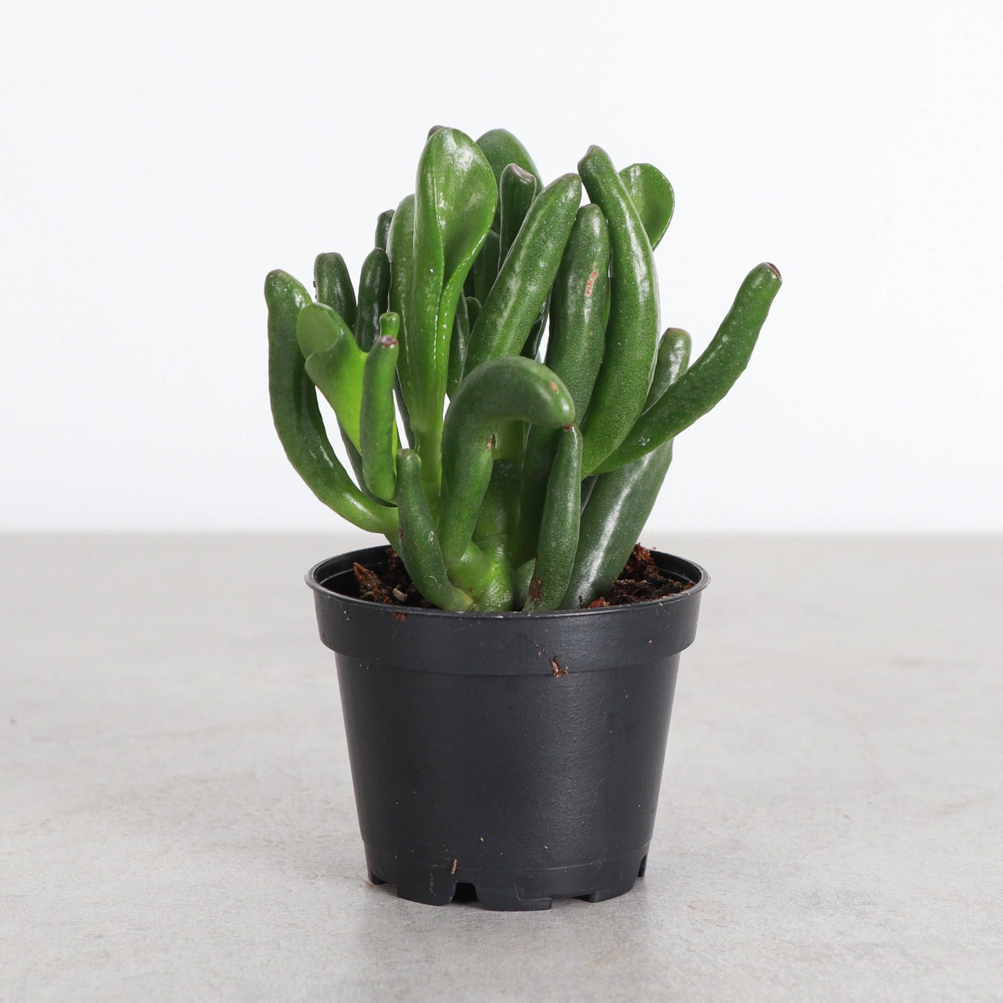 Ogre Ears Jade Plant - Live Plant