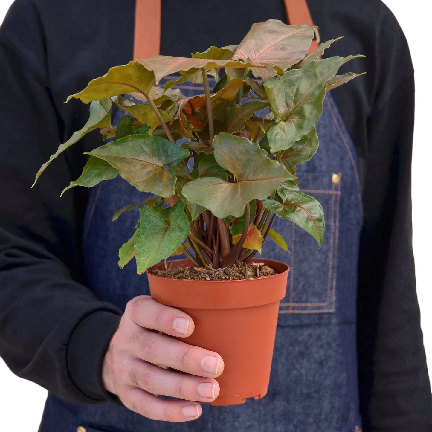 Syngonium Merry - Fleurish Plant Care, LLC