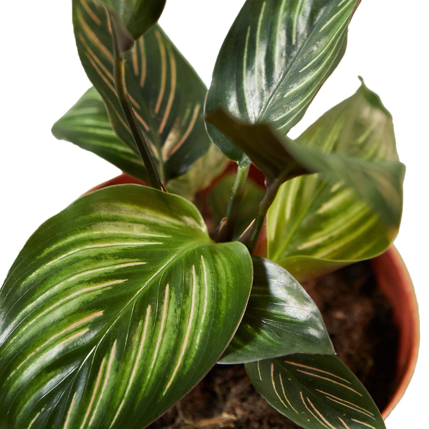 🐾Calathea 'Beauty Star'